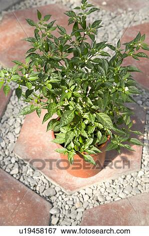 Chili Pepper View Large Photo Image Stock Photo - Chili Pepper. Fotosearch