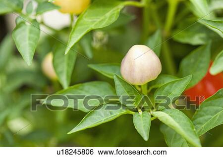 Chili View Large Photo Image Stock Photograph - Chili. Fotosearch