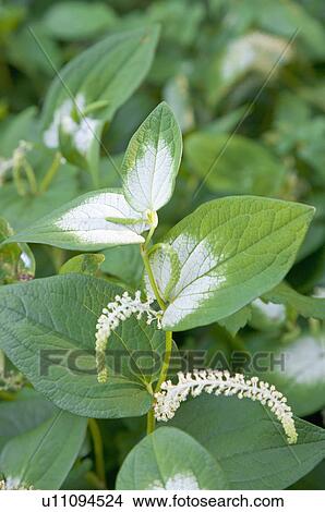 Picture - Chinese Lizarbtail Herb. Fotosearch