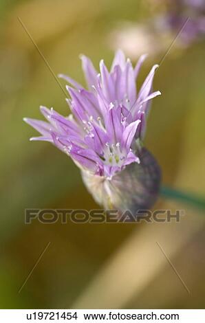 Chive View Large Photo Image Picture - Chive. Fotosearch