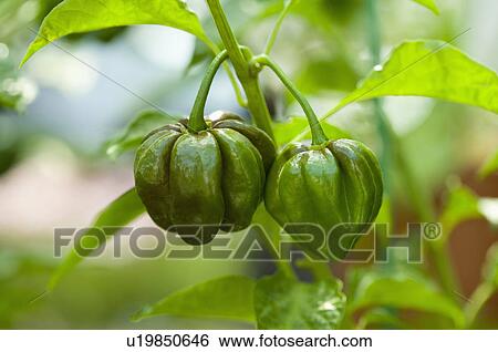 Stock Photograph - Chocolate Habanero Chile Pepper. Fotosearch