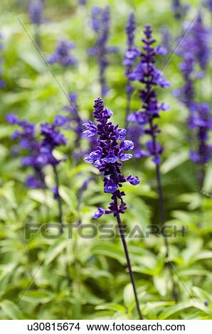 Picture - Clary. Fotosearch