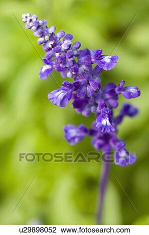 Stock Image - Clary. Fotosearch