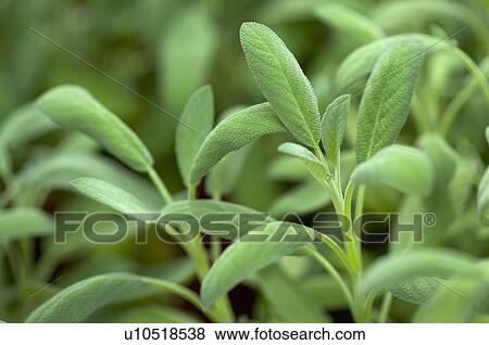 Stock Photo - Clary. Fotosearch