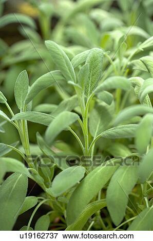 Stock Photo - Clary. Fotosearch