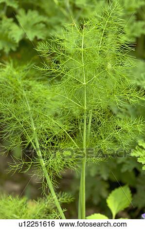 Stock Photograph - Fennel. Fotosearch