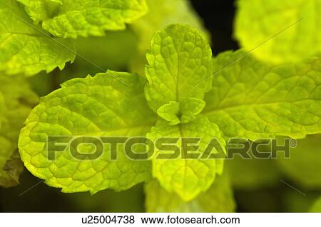 Stock Photo - Golden Mint. Fotosearch