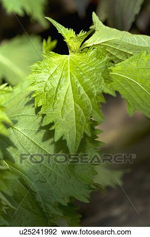 Stock Image - Green Perilla. Fotosearch