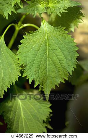 Green Perilla View Large Photo Image Stock Photo - Green Perilla. Fotosearch
