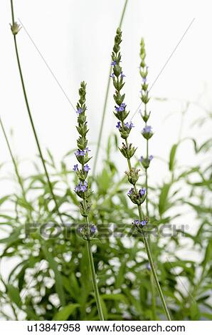 Lavender View Large Photo Image Stock Photo - Lavender. Fotosearch