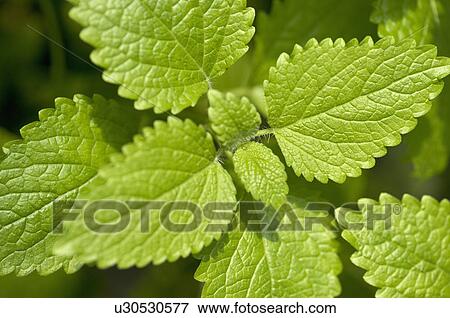 Stock Photo - Lemon Balm. Fotosearch