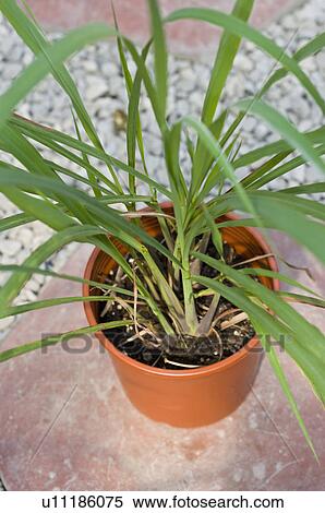 Lemon Grass View Large Photo Image Stock Photography - Lemon Grass. Fotosearch