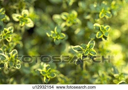 Picture - Lemon Thyme. Fotosearch