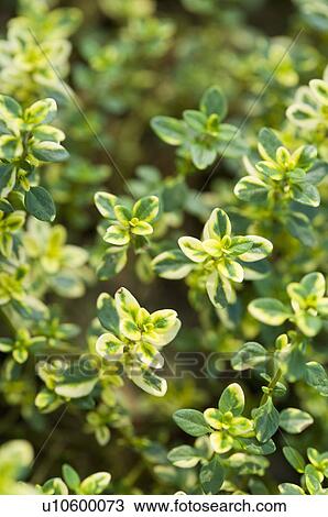 Stock Image - Lemon Thyme. Fotosearch