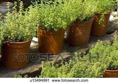 Lemon Thyme View Large Photo Image Stock Image - Lemon Thyme. Fotosearch