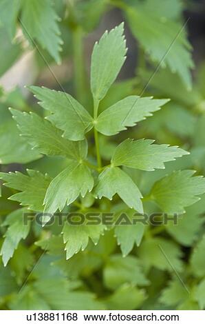 Stock Photo - Lovage. Fotosearch