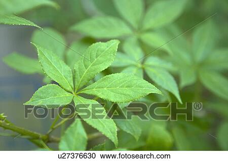 Manyprickle Acathopanax Root View Large Photo Image Stock Image - Manyprickle Acathopanax Root. Fotosearch