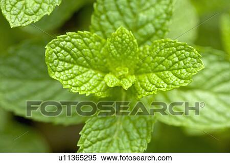 Stock Photography - Mint, Pennyroyal. Fotosearch