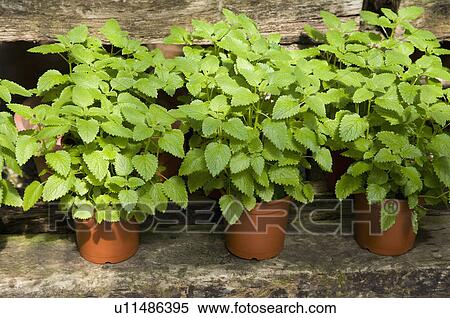 Stock Photography - Mint, Pennyroyal. Fotosearch