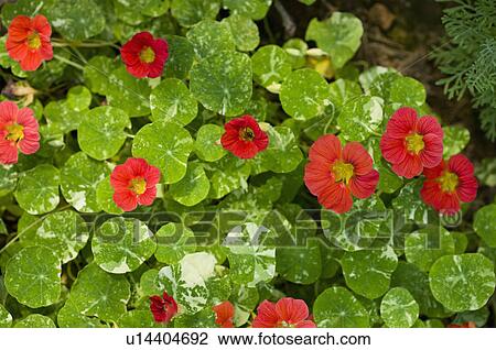 Nasturtium View Large Photo Image Stock Image - Nasturtium. Fotosearch