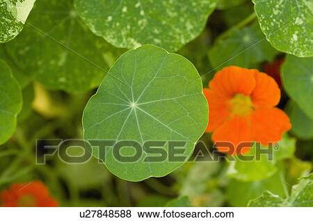 Nasturtium View Large Photo Image Stock Photo - Nasturtium. Fotosearch