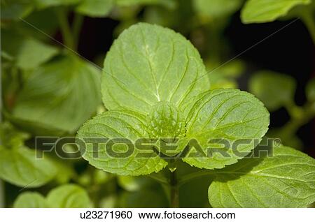 Orange Mint View Large Photo Image Stock Image - Orange Mint. Fotosearch