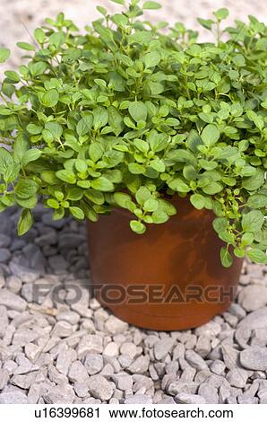 Oregano View Large Photo Image Stock Image - Oregano. Fotosearch