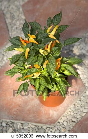 Stock Image - Ornamental pepper. Fotosearch