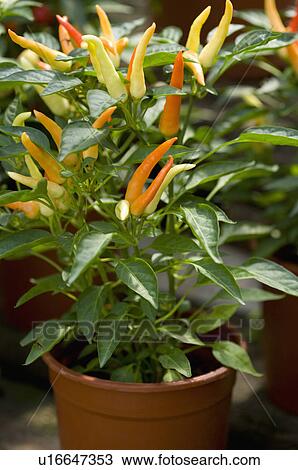 Stock Image - Ornamental pepper. Fotosearch