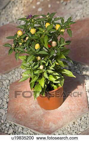 Stock Image - Ornamental pepper. Fotosearch