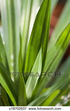 Pandanus Amaryllifolius View Large Photo Image Stock Photo - Pandanus Amaryllifolius. Fotosearch