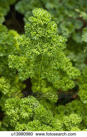 Parsley View Large Photo Image Stock Image - Parsley. Fotosearch