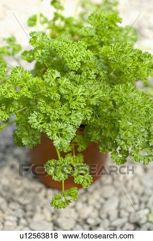 Stock Photo - Parsley. Fotosearch