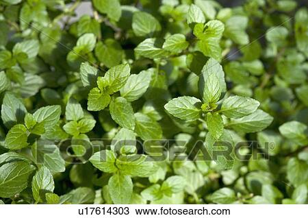 Pepper Mint View Large Photo Image Stock Image - Pepper Mint. Fotosearch