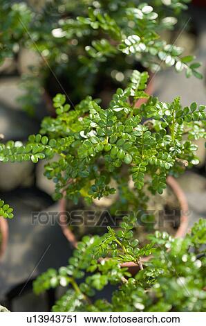 Stock Image - Pepper Tree. Fotosearch