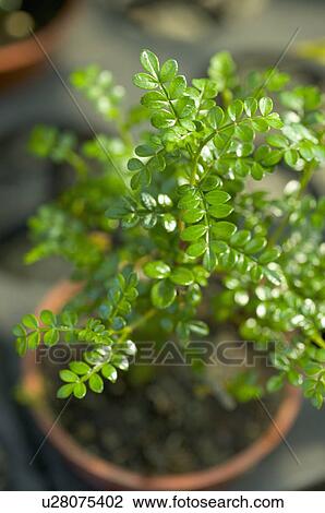 Pepper Tree View Large Photo Image Stock Image - Pepper Tree. Fotosearch