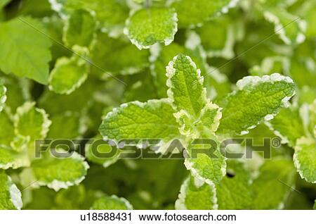 Stock Image - Pineapple Mint. Fotosearch