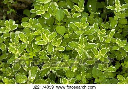 Stock Photo - Pineapple Mint. Fotosearch