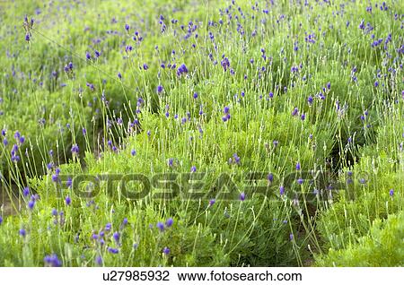 Stock Image - Pinnata Lavender. Fotosearch