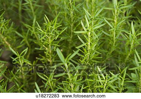 Stock Image - Rex Rosemary. Fotosearch
