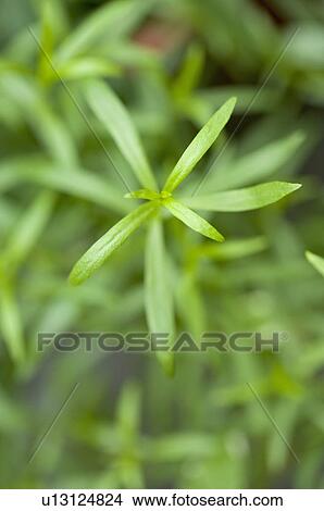 Rosemary View Large Photo Image Picture - Rosemary. Fotosearch
