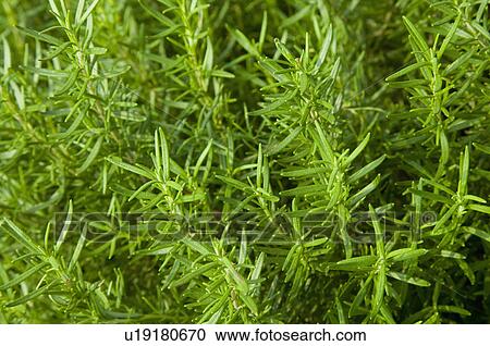 Rosemary View Large Photo Image Stock Image - Rosemary. Fotosearch