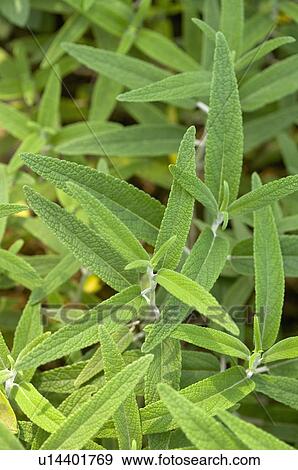 Sage View Large Photo Image Stock Photo - Sage. Fotosearch