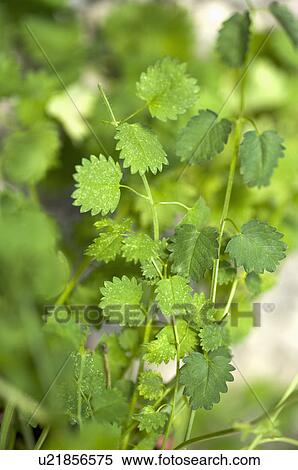 Stock Photography - Selaginella remotifolia. Fotosearch