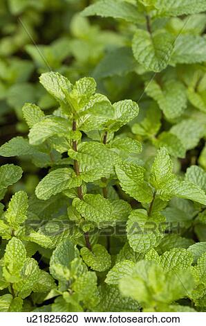 Stock Image - Spearmint. Fotosearch