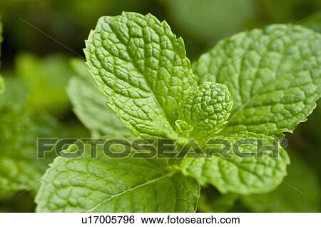 Stock Photograph - Spearmint. Fotosearch