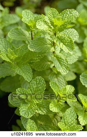 Stock Photography - Spearmint. Fotosearch