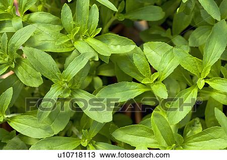 Stock Image - Stevia. Fotosearch