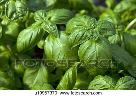 Stock Image - Sweet Basil. Fotosearch