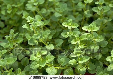 Thyme View Large Photo Image Stock Image - Thyme. Fotosearch
